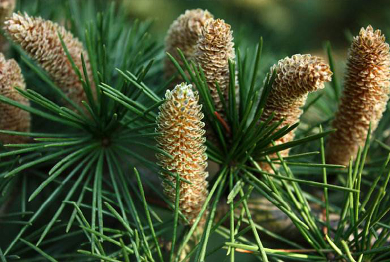 美國的州樹-50個美國和地區的官方州樹