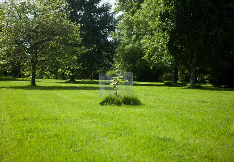 如何以及何時給景觀樹澆水-什么時候不給樹澆水