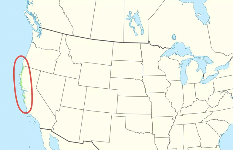 紫杉科三大北美重要樹(shù)之一-紅木樹(shù)分類(lèi)和生長(zhǎng)范圍