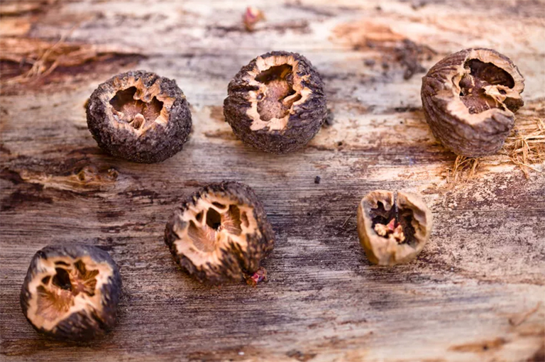 黑胡桃可以存放多長時間？