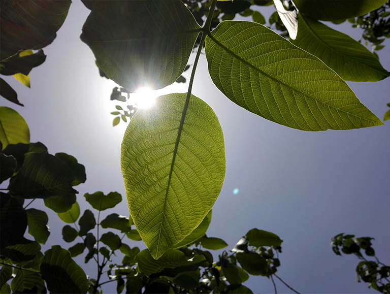 如何收集和準備種植核桃