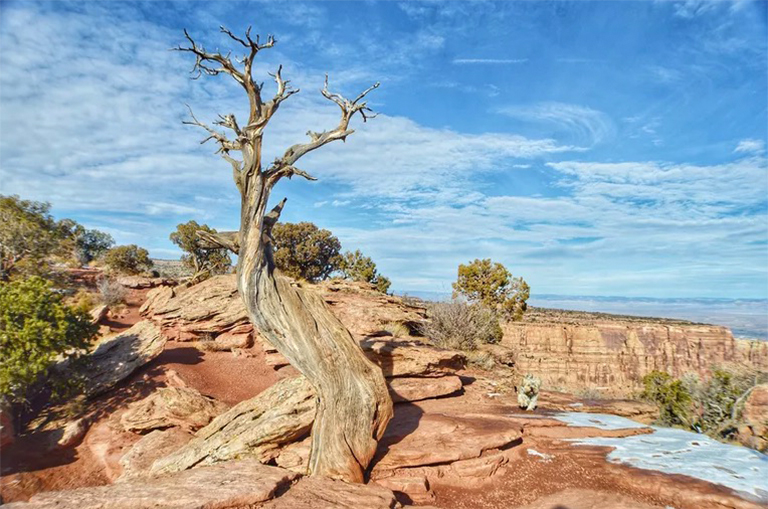 是什么原因?qū)е聵?shù)木死亡-可能造成樹(shù)木死亡的5個(gè)因素