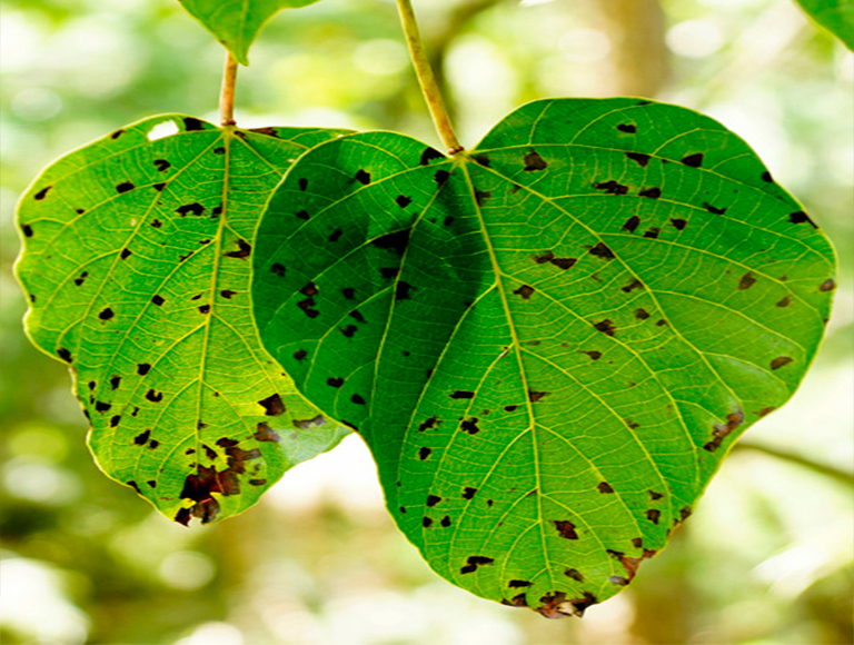 32多種常見(jiàn)的樹(shù)木b害導(dǎo)致大多數(shù)樹(shù)木的健康下降和死亡（一）