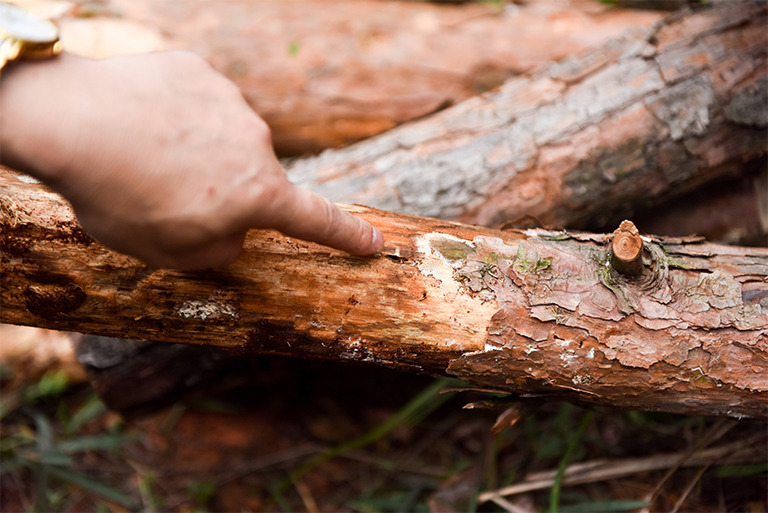 32多種常見(jiàn)的樹(shù)木b害導(dǎo)致大多數(shù)樹(shù)木的健康下降和死亡（二）
