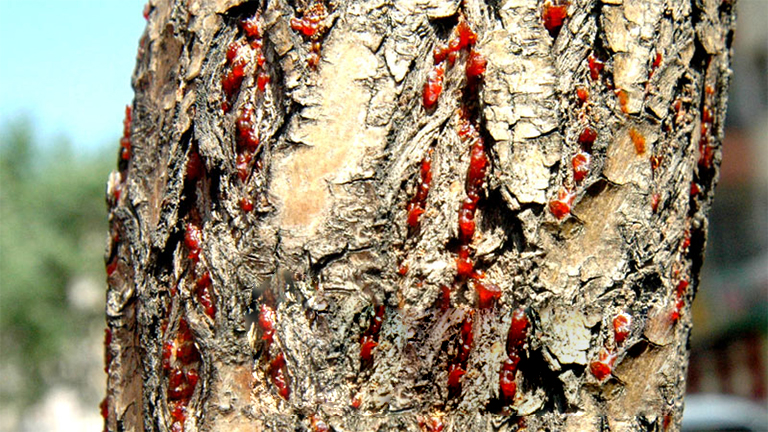 32多種常見(jiàn)的樹(shù)木b害導(dǎo)致大多數(shù)樹(shù)木的健康下降和死亡（四）