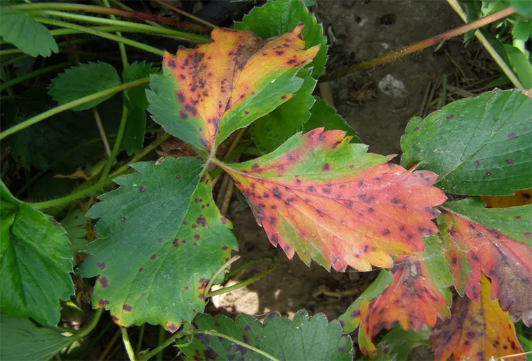 葉燒焦樹b預防和控制-由不利的環境引起的
