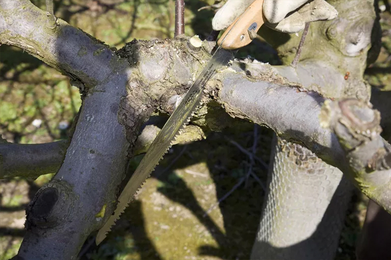 常見的硬木樹b預(yù)防和控制-硬木b原菌的主要分類