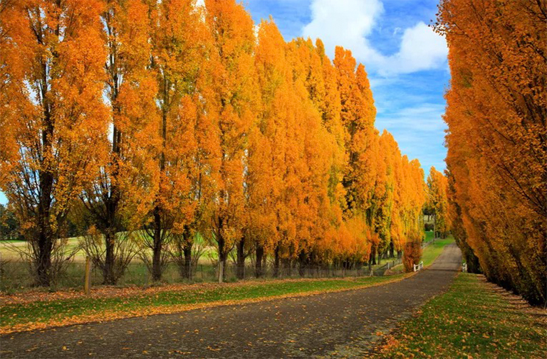 雜交楊的優(yōu)缺點-我們應該種雜交楊樹嗎