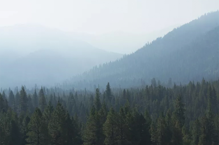 北美主要針葉樹及其描述-常見的商業(yè)軟木樹和森林協(xié)會（一）