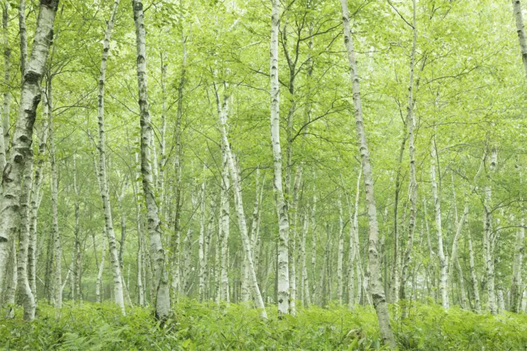 區分硬木和軟木樹-通常是正確的，但這不是的規則