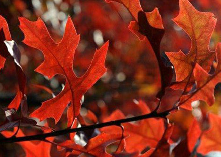 北美常見的硬木樹-北美常見的硬木樹歷史和棲息地（六）