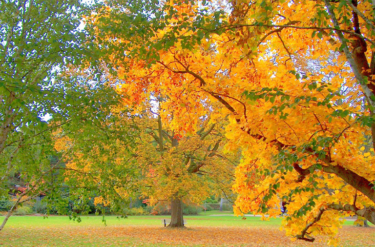 開發樹木林地狩獵租賃（二）