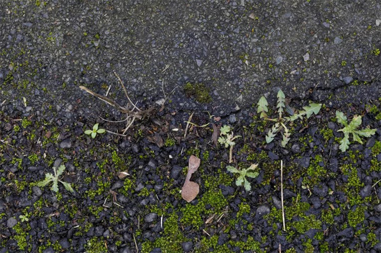 主要繼承定義和示例-什么是生態(tài)學(xué)的主要演替？