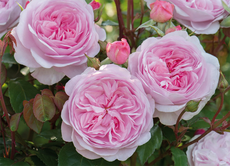 庭院設計 玫瑰很難保養嗎？