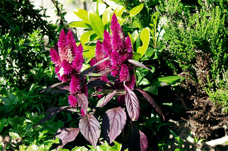 莧菜在古代中美洲的起源與應用