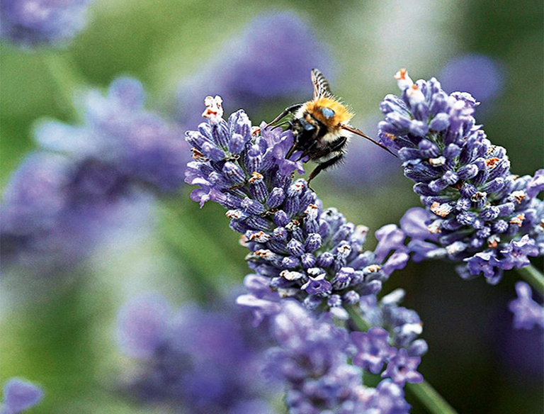 15種簡單創(chuàng)意方法將植物花園變成野生動物的天堂（中）