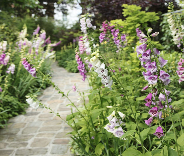 11月在植物花園里要做的工作—播種、設(shè)計和裝飾（下）
