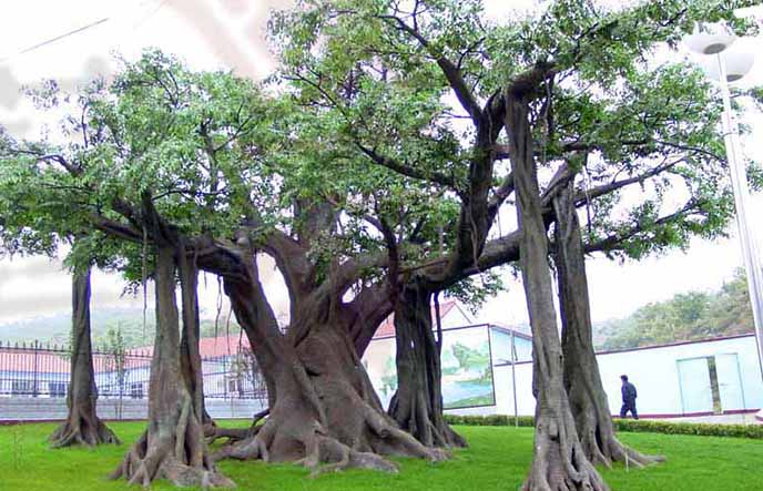 仿真榕樹