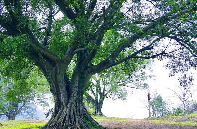 仿真榕樹.jpg 仿真榕樹