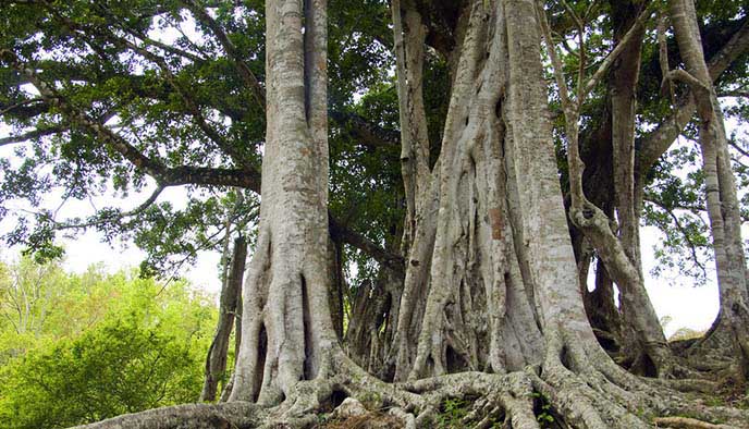 仿真榕樹.jpg 仿真榕樹