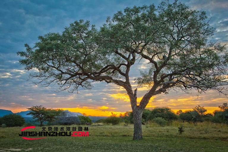 仿真樹.jpg 仿真樹