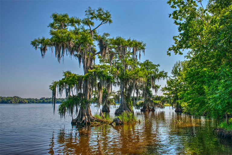 仿真樹廠家.jpg 仿真樹廠家