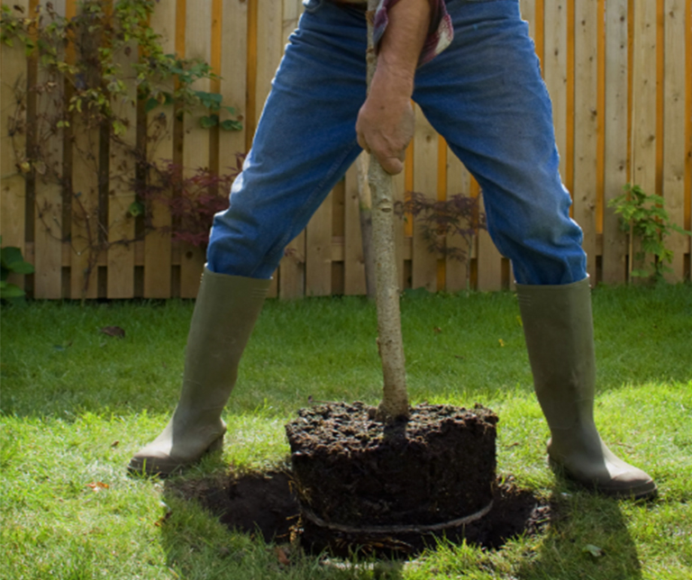 仿真樹.jpg 仿真樹