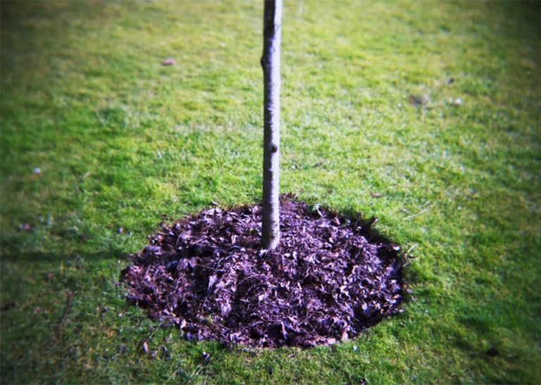 仿真樹.jpg 仿真樹