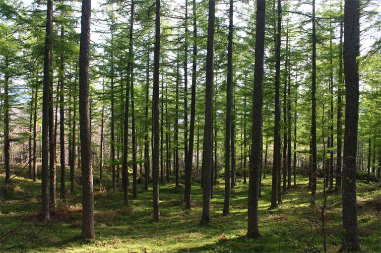 仿真樹.jpg 仿真樹