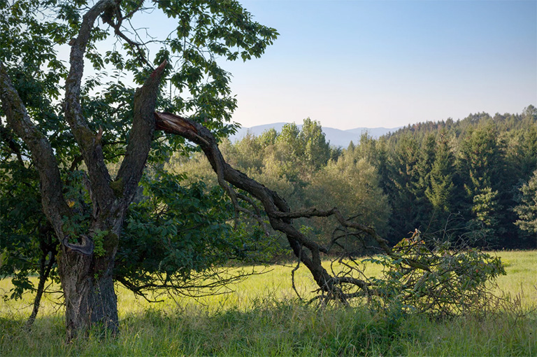 仿真樹.jpg 仿真樹