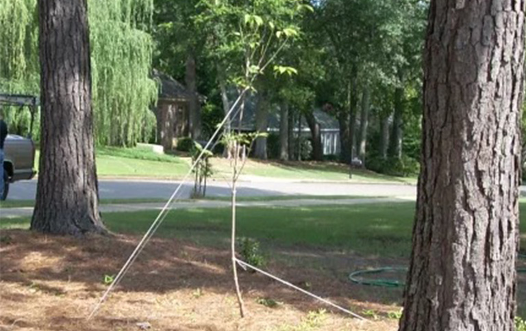 仿真樹(shù).jpg 仿真樹(shù)