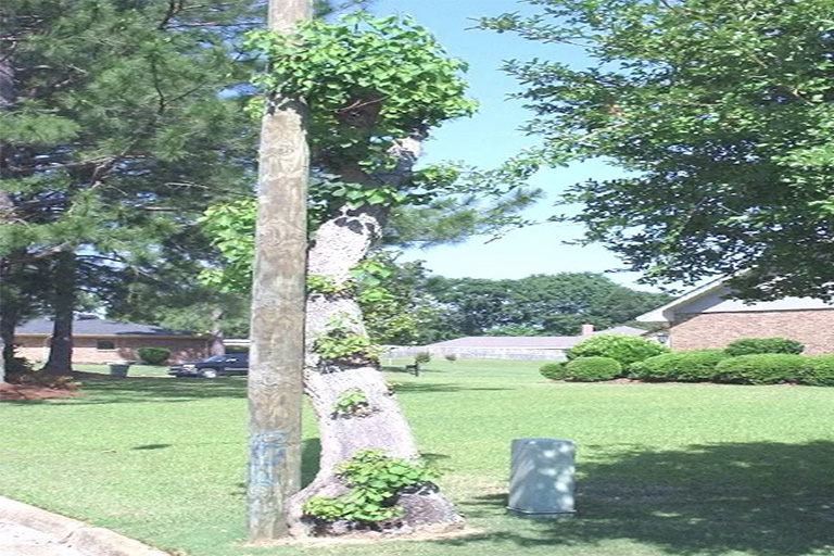 仿真樹(shù).jpg 仿真樹(shù)