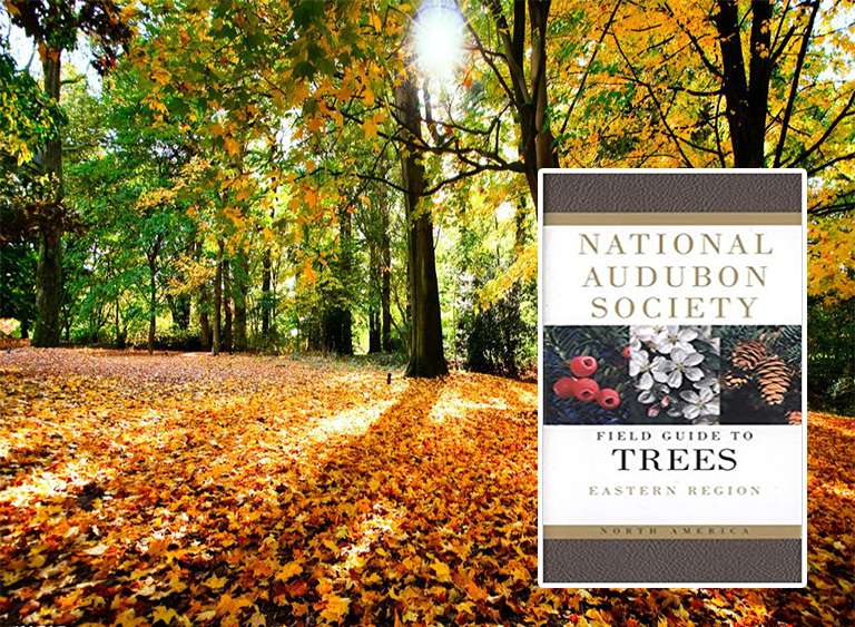 仿真樹.jpg 仿真樹