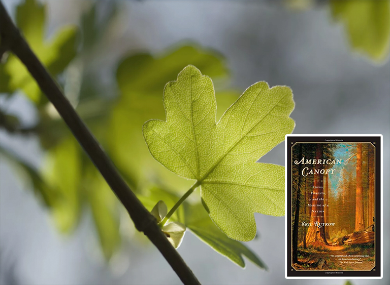 仿真樹.jpg 仿真樹