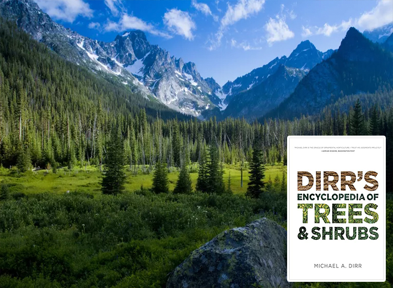 仿真樹.jpg 仿真樹