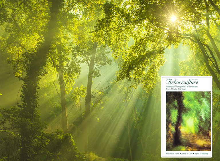 仿真樹.jpg 仿真樹