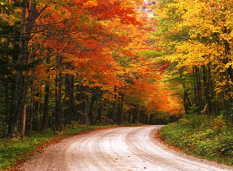 仿真樹.jpg 仿真樹