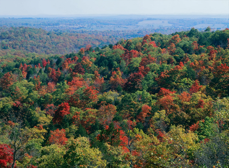 仿真樹.jpg 仿真樹