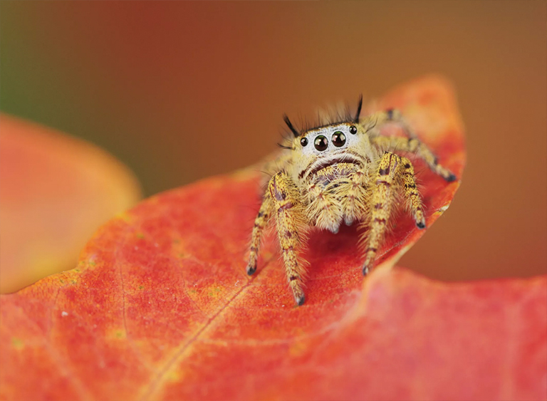 仿真樹.jpg 仿真樹