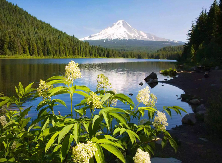 俄勒岡州胡德山國家森林.jpg 俄勒岡州胡德山國家森林