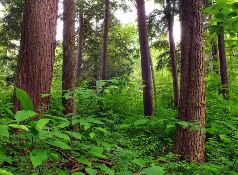 賓夕法尼亞的阿勒格尼國家森林.jpg 賓夕法尼亞的阿勒格尼國家森林