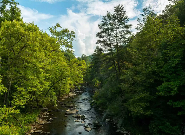 弗吉尼亞州的杰斐遜國(guó)家森林.jpg 弗吉尼亞州的杰斐遜國(guó)家森林