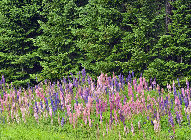 西弗吉尼亞州的莫農(nóng)加希拉國(guó)家森林.jpg 西弗吉尼亞州的莫農(nóng)加希拉國(guó)家森林