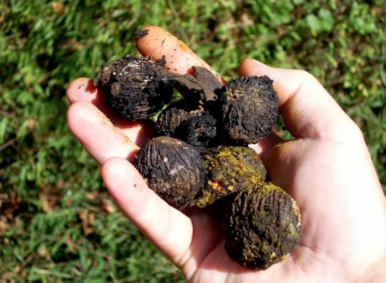 黑胡桃.jpg 黑胡桃