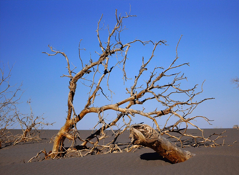 樹(shù)木死亡.jpg 樹(shù)木死亡