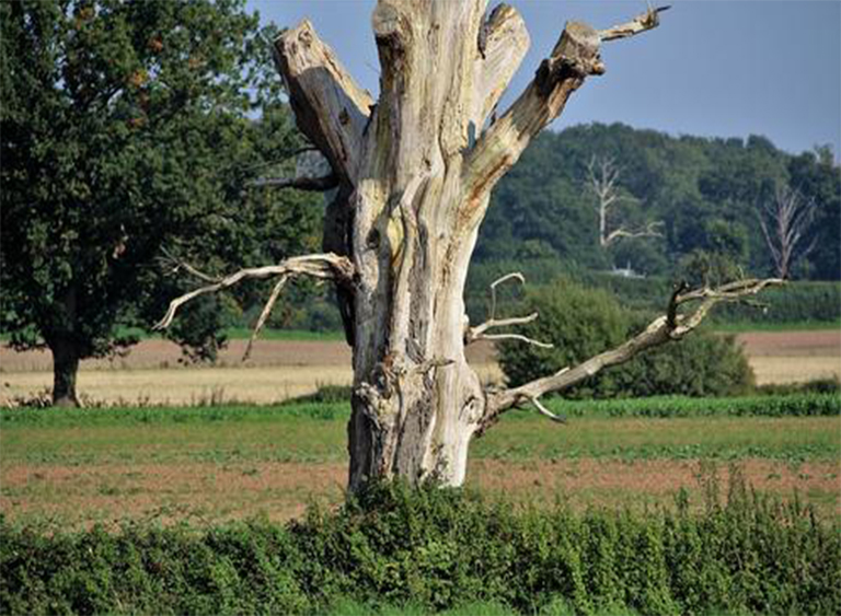 樹(shù)木死亡.jpg 樹(shù)木死亡