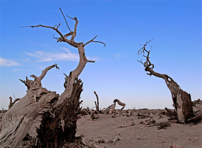 樹(shù)木死亡.jpg 樹(shù)木死亡