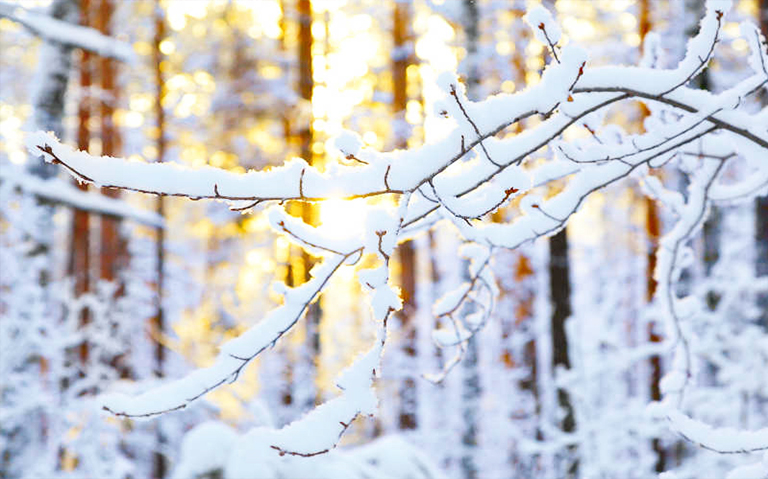 森林危害.jpg 森林危害