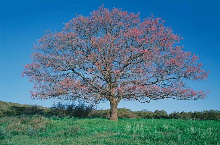 黑橡木.jpg 黑橡木