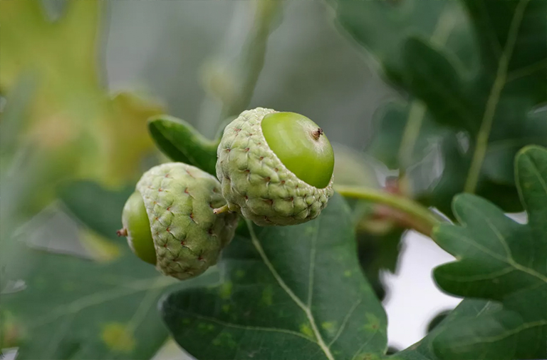 橡木杯.jpg 橡木杯